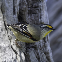 Striated Pardalote